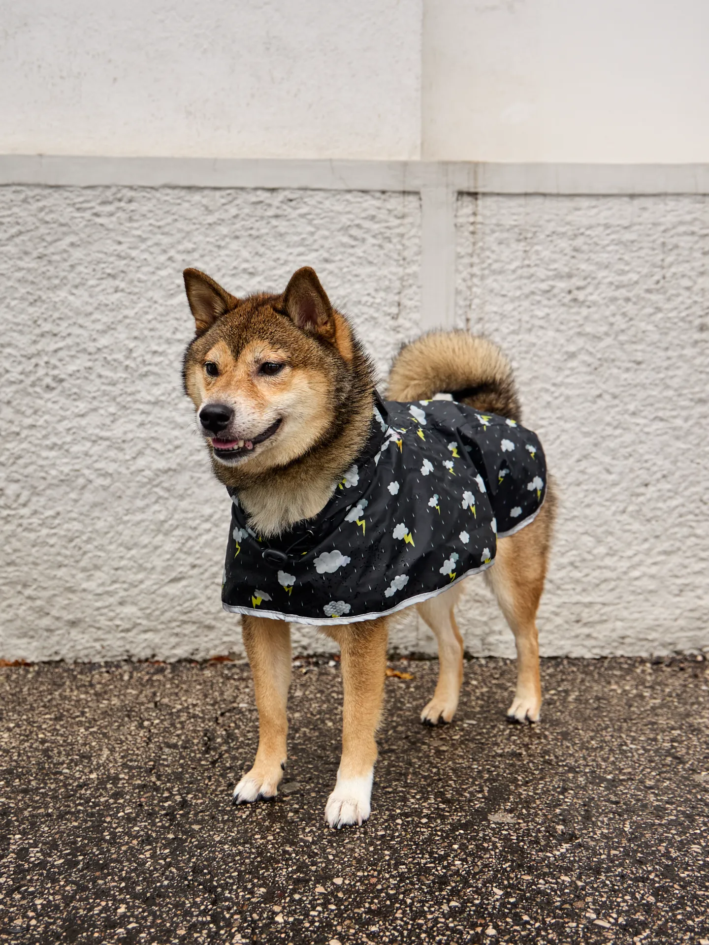 Manteau de pluie pour chien Tempête - Image 7